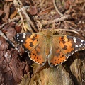 Distelfalter (Vanessa cardui)